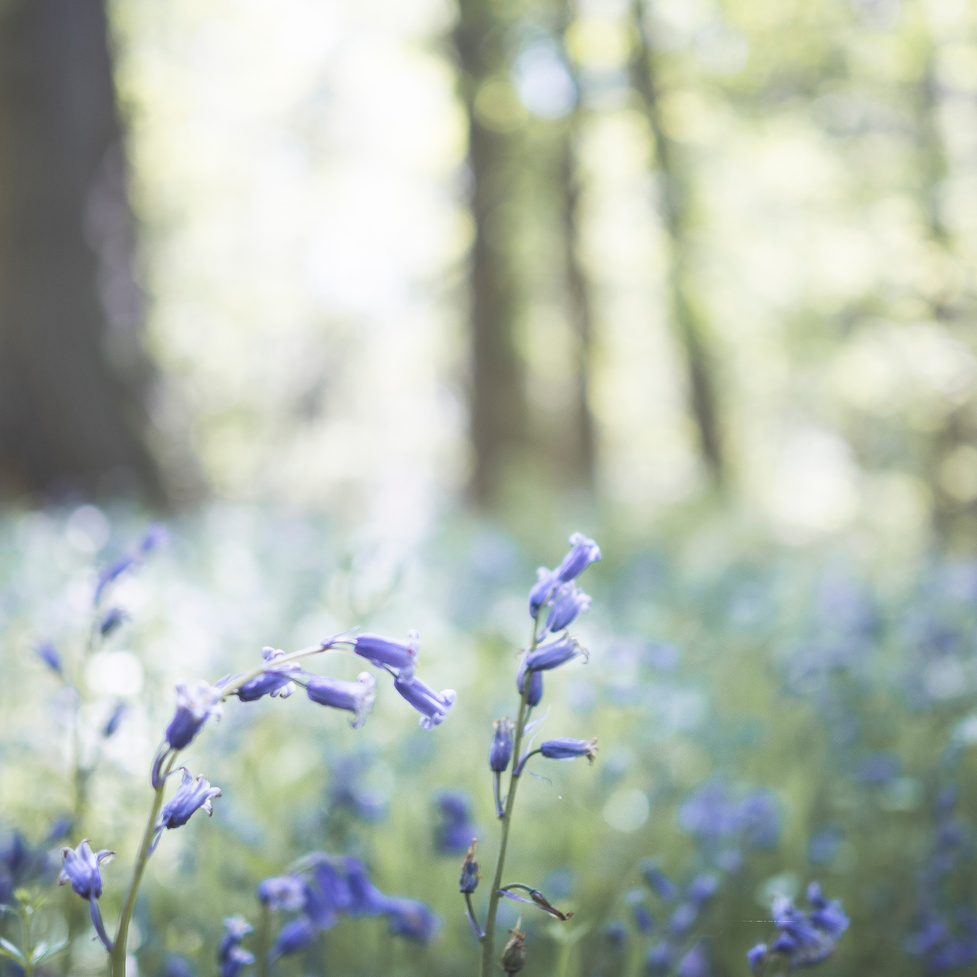 Bluebells in Soft Focus